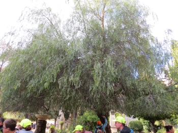 Poprovec je veliko drevo, ...