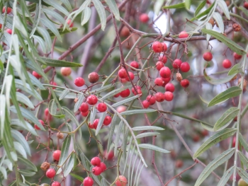 ... z majhnimi plodovi.