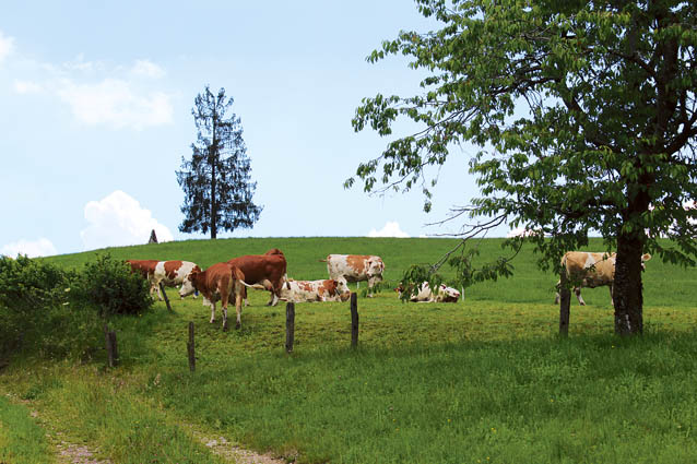 Dolinarjeve krave na paši ob kmetiji