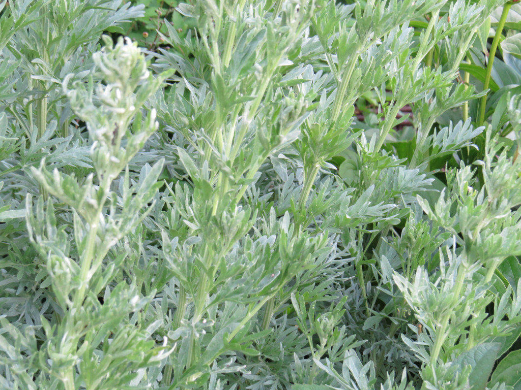 Čaj iz svežega pelina je primeren za zatiranje listnih uši.