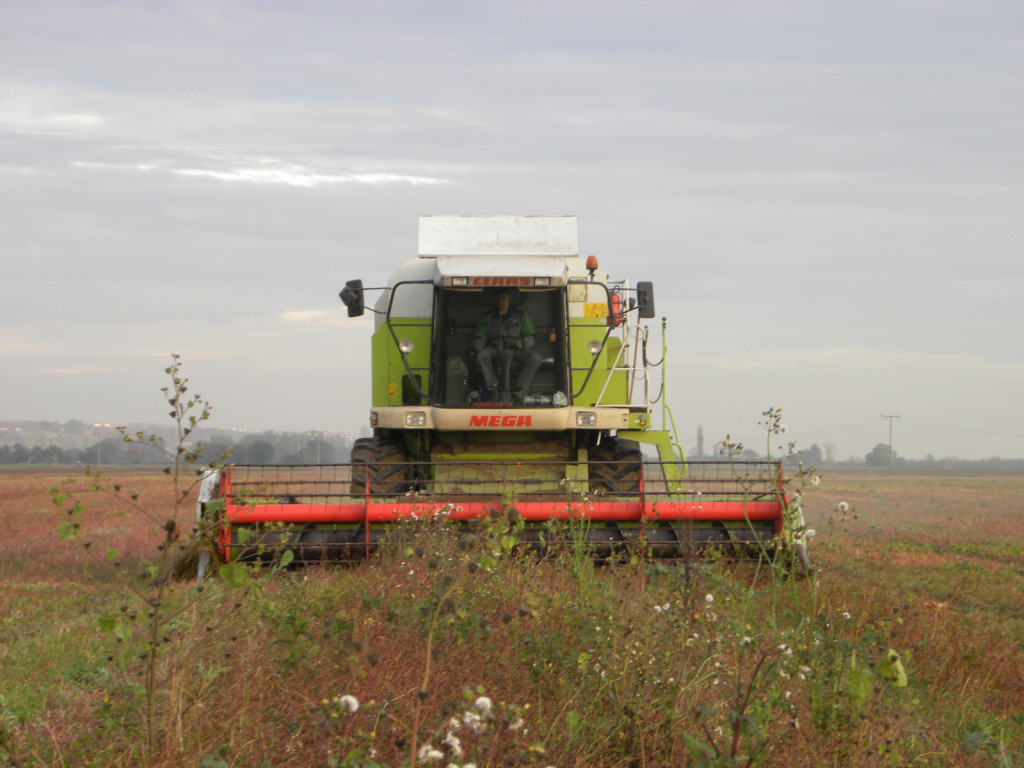 Letos je ajda obrodila za pol slabše kot lani, zaradi veliko dežja pa marsikje žetve sploh ni bilo.