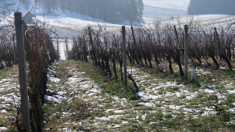 Jani vreže bo pri obdelavi vinogradov vztrajal, ne pa  nujno tudi manjši viršanjski  vinogradniki.  