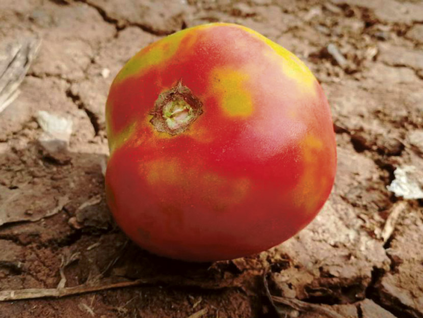 Simptomi ToBRFV na plodovih paradižnika (Fotografija: Camille PICARD/EPPO)