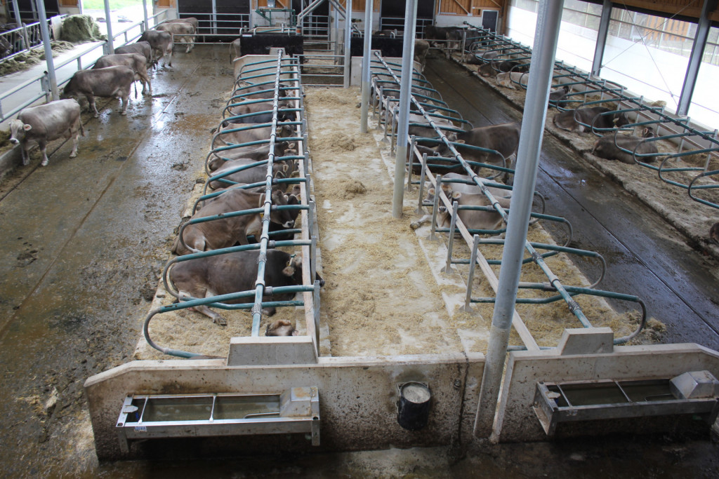 Notranjost hleva pri Tomažu Vebru